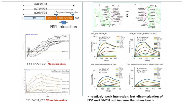 BAP31-FIS1 결합부위 돌연변이 SPR실험을 통한 삼차원 구조 검증
