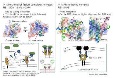 BAP31-FIS1 복합체 구조 분석 결과