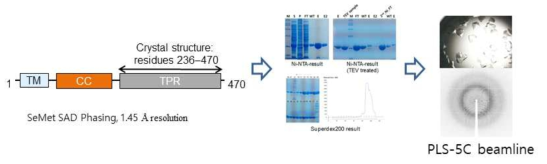 PTPIP51_TPR의 발현, 정제, 결정화, X-선 실험