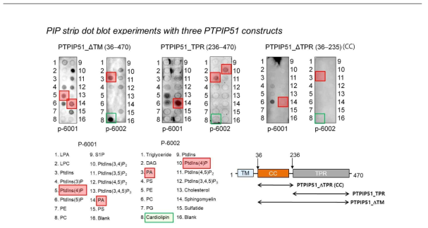 PTPIP51의 지질 결합 활성 (PIP strip실험 결과)