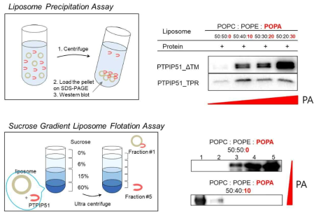 PTPIP51의 PA (phosphatidic acid) 선택적 결합