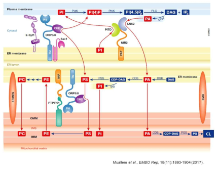 미토콘드리아 소포체 사이의 인지질 이동 (Muallem et al., 2017)