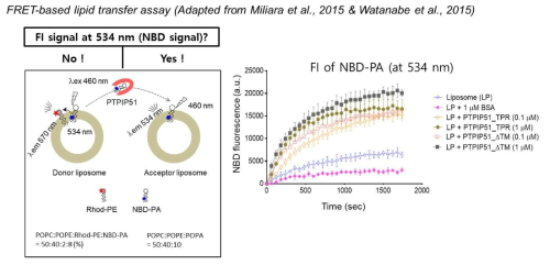 FRET 기반 phospholipid transfer 활성 연구