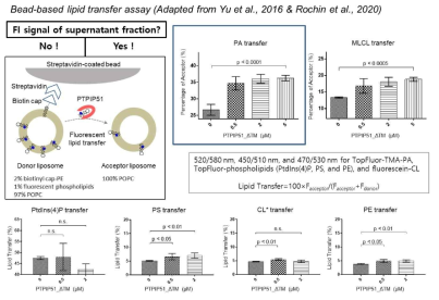 Bead based lipid transfer 활성