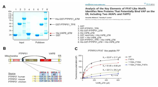 PTPIP51 FFAT motif와 VAPB결합 연구를 통한 MAM tethering 복합체 연구