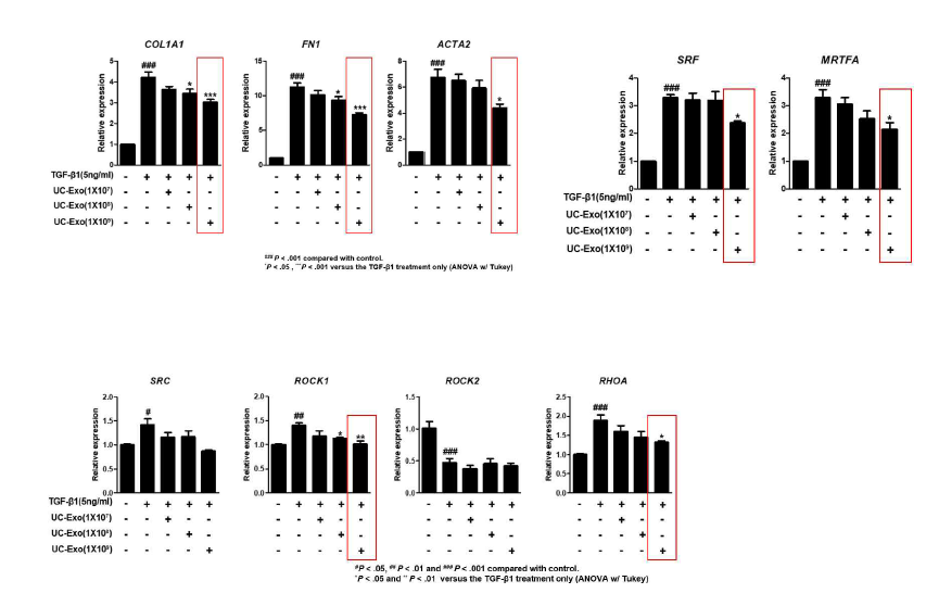엑소좀의 항 섬유화 효과 (1차 batch). 장섬유화 세포모델에서 엑소좀 투여 시, fibrosis marker 감소 및 섬유화 신호전달 물질의 감소 확인