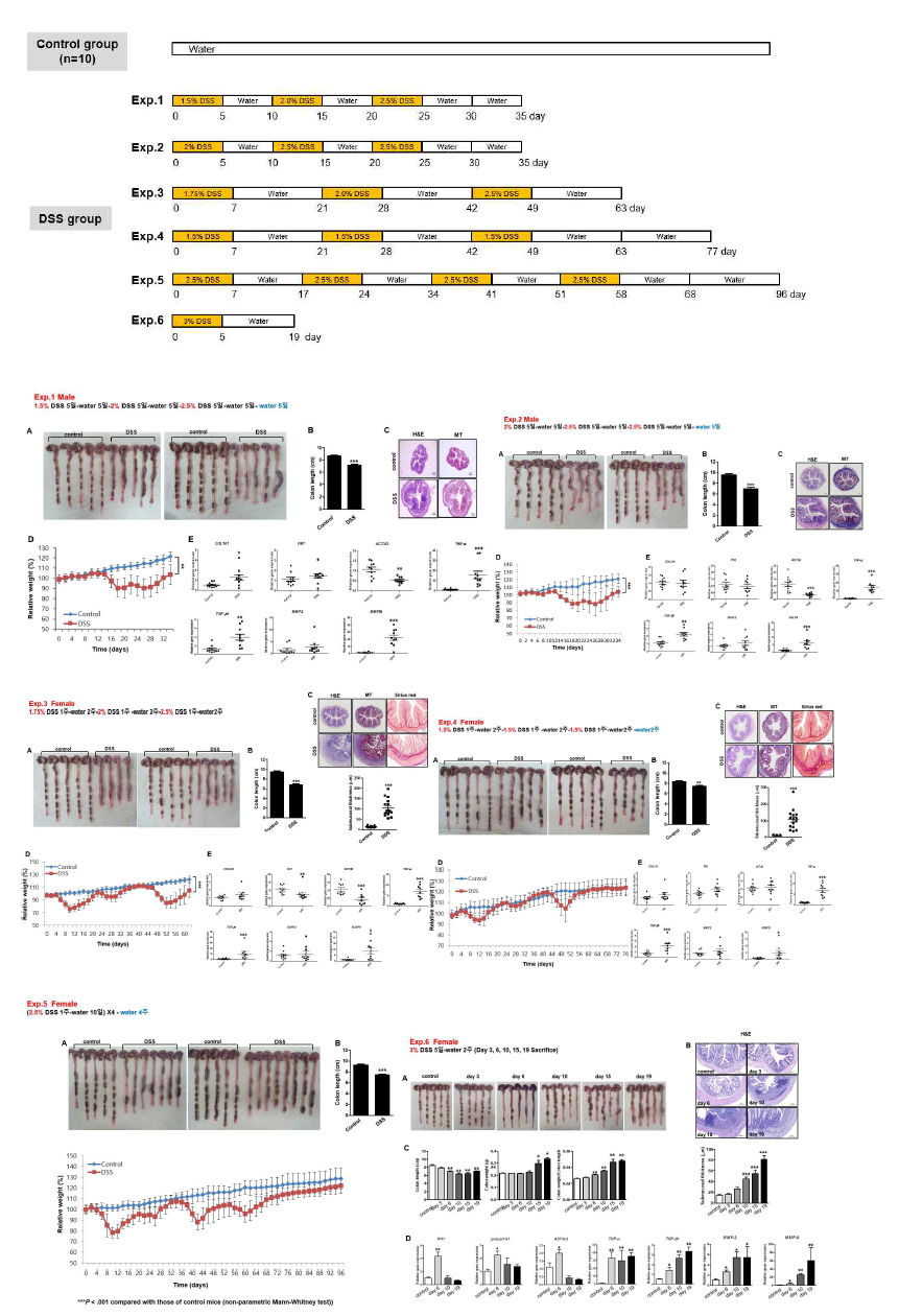 Exp. 1 ~ 6 의 6 개 프로토콜을 사용하여 DSS 장 섬유화 정도를 평가하고 Exp. 3 프로토콜이 장 섬유화가 뚜렷하면서 기간이 적절하여 본 과제에 최적화된 장 섬유화 동물모델로 선정함