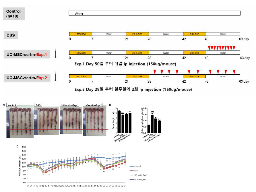 장 섬유화 동물모델에서 탯줄유래 줄기세포유래 엑소좀 포함 분비체의 장염 억제 확인 엑소좀 필요농도 추정. 탯줄 줄기세포 1×106/100mm 로 seeding하고, serum free 배지에서 72시간 조건배지를 3-kDa filter 로 5배 농축 (4000g, 40min). BCA 로 단백질 농도를 정량하여 150ug/mouse 투여. 분비체 투여를 통해 Exp. 1과 2 방법 모두에서 colon 길이감소 회복, 체중 회복 등의 효과를 확인함