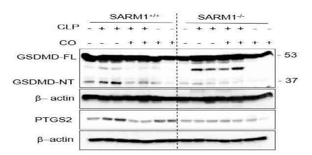 CO는 SARM1의존적으로 CLP에 의한 GSDMD의 cleavage와 PTGS2의 증가를 저해함