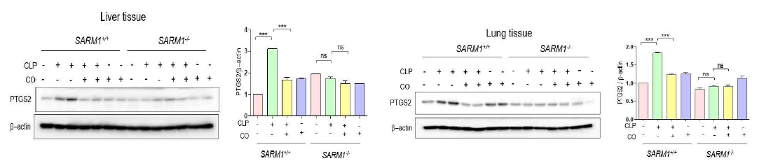 간과 허파조직에서 CLP에 의하여 증가된 PTGS2는 SARM1의 존재시 CO에 의하여 억제됨