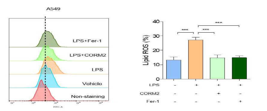 CORM2에 의한 LPS로 증가된 lipid ROS 생성 억제