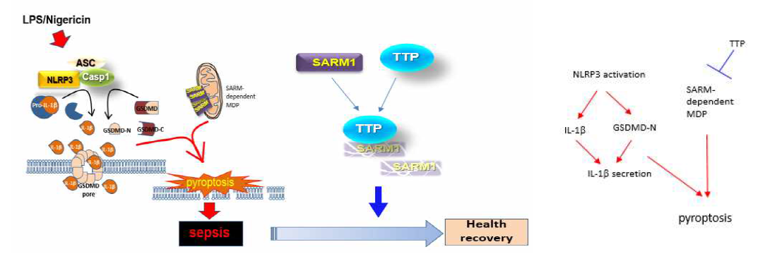 TTP에 의한 SARM1의 조절을 통한 pyroptosis억제 기전 모델