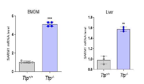 SARM1 expression in the TTP deficient cells or liver tissue