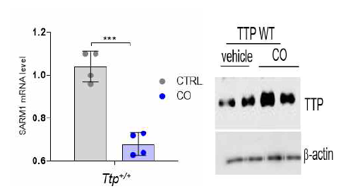 CO-induced TTP suppresses SARM1 expression