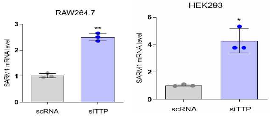 TTP deficiency increases SARM1 expression
