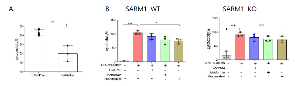 CO, Metformin or Resveratrol protects the inflammasome-induced cell cytotoxicity in the dependent on SARM1