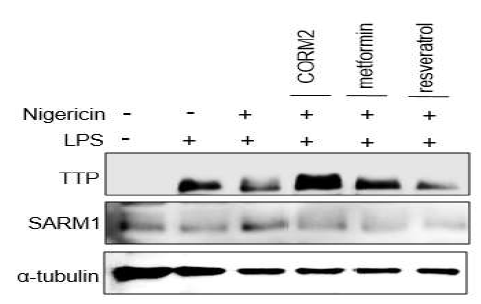 CO, Metformin or Resveratrol increase TTP levels, while decreases SARM1