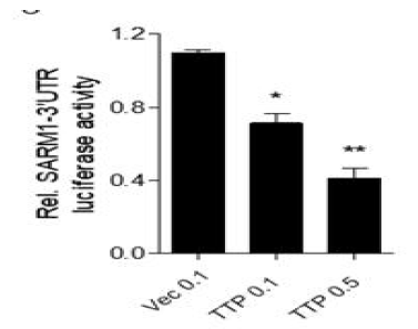 TTP에 의한 SARM1의 전사 조절