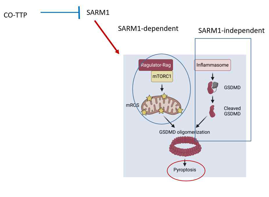 SARM1에 의한 pyroptosis 조절
