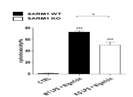 SARM1에 의한 NLRP inflammasome활성에 따른 pyroptosis 조절