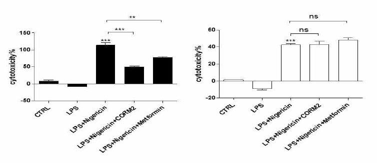 TTP활성 조절 물질인 CORM2 혹은 metformin에 따른 SARM1을 통한 pyroptosis 조절