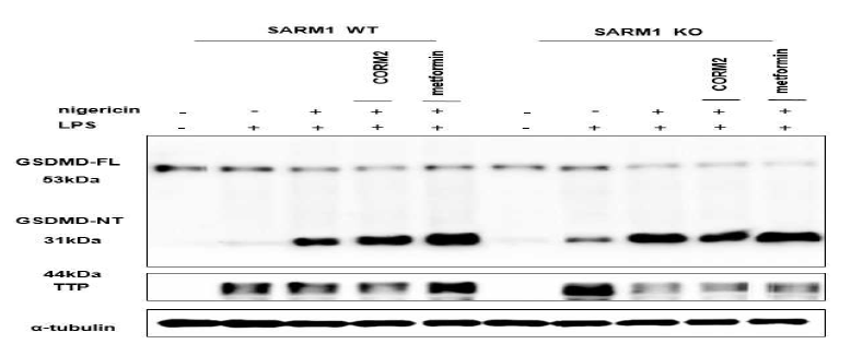 TTP활성 조절 물질인 CORM2 혹은 metformin에 따른 SARM1을 통한 GSDMD 활성 조절