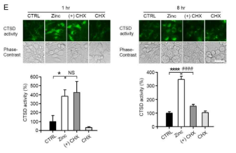 아연에 의한 CTSD 활성 증가