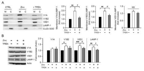 아연에 의한 v-ATPase assembly 증가