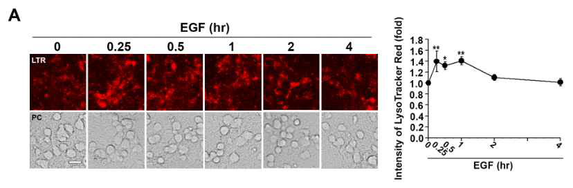 EGF에 의한 라이소좀 산성화