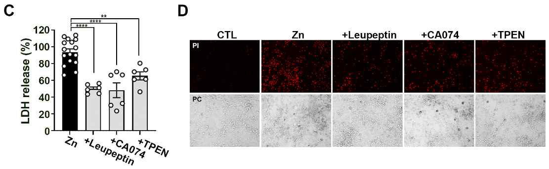 LMP-mediated zinc neurotoxicity