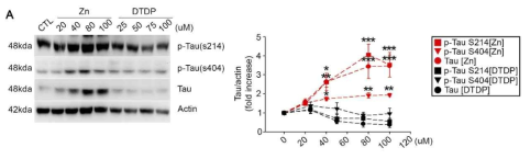 세포 밖 아연에 의한 타우 인산화 및 발현 증가