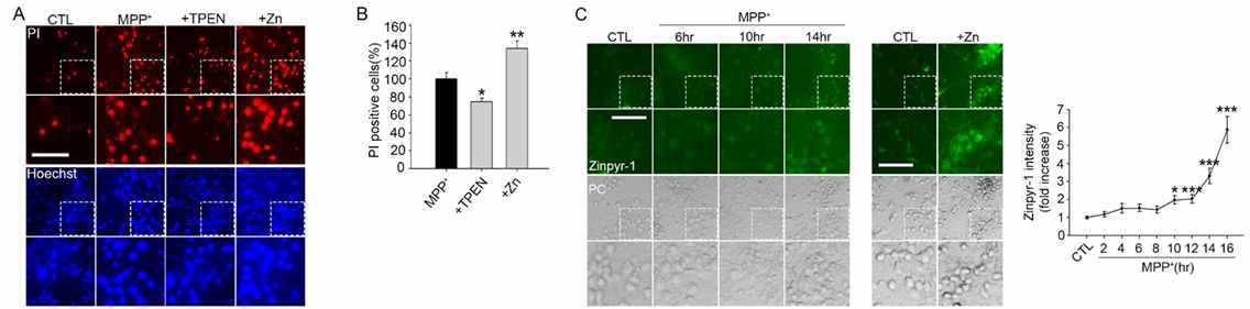 아연에 의해 매개된 MPP+로 인한 신경세포사