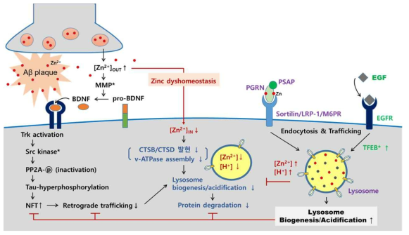 연구개요: 아연과 수용체 매개 endocytosis 중심의 라이소좀 활성 기전