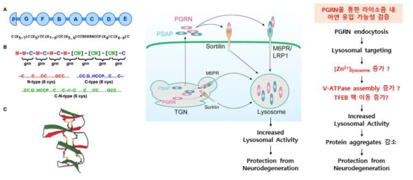 PRGN 단백질 구조 (왼쪽), PGRN의 라이소좀 활성기전: prosaposin (PSAP)과 함께 수용체 결합 후 endocytosis되고 lysosome으로 trafficking되어 활성 유도 (가운데), 1차년도 연구가설 (오른쪽)