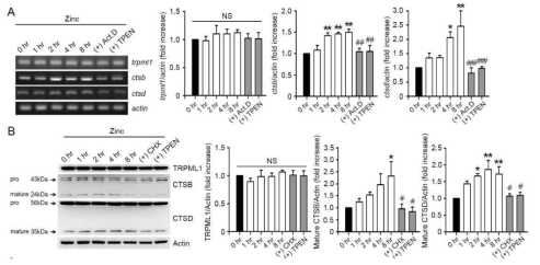 아연에 의한 CTSB/CTSD 발현 증가