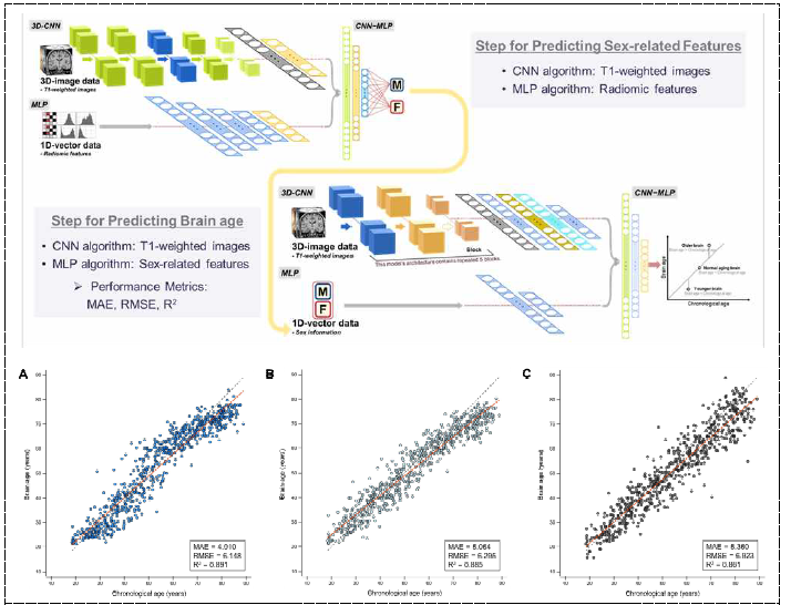 뇌영상 데이터 기반 뇌연령 3차 모델 구성 및 모델 성능 비교