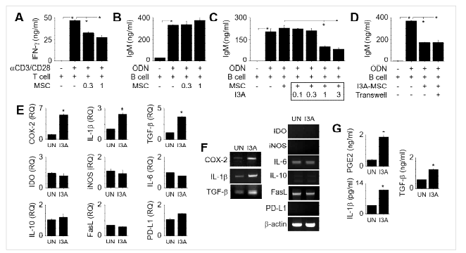 I3A-primed MSCs의 B cells 억제기전