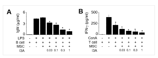 Human I3A-MSCs가 mouse B cells에 미치는 영향