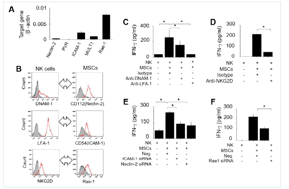 MSCs와 NK cells 간의 contact