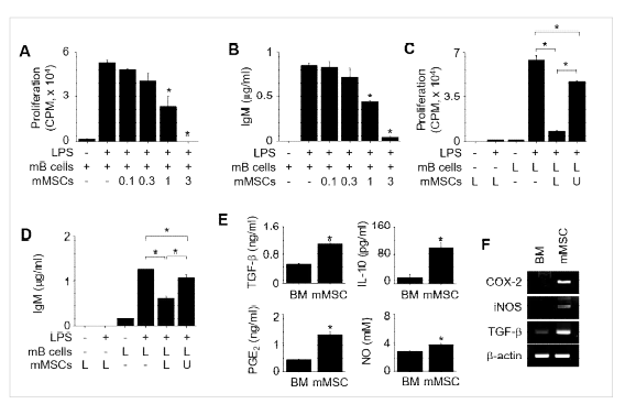 Mouse MSCs의 mouse B cells 억제 기전