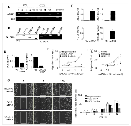 Mouse MSCs의 mouse B cells 억제 기전