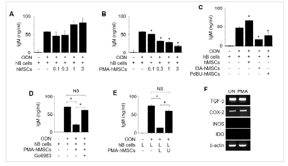 Mouse MSCs의 mouse B cells 억제 기전