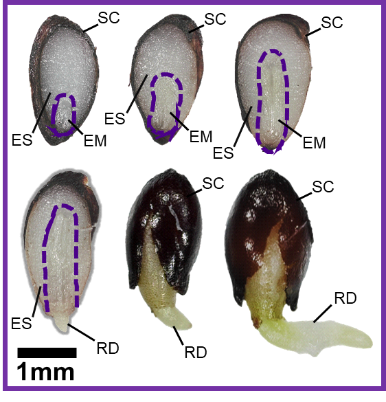 Embryo growth and radicle emergence in seeds of Caltha palustris. Scale bar are 1mm. (SC = seed coat, EM = embryo, ES = endosperm, RD = radicle)