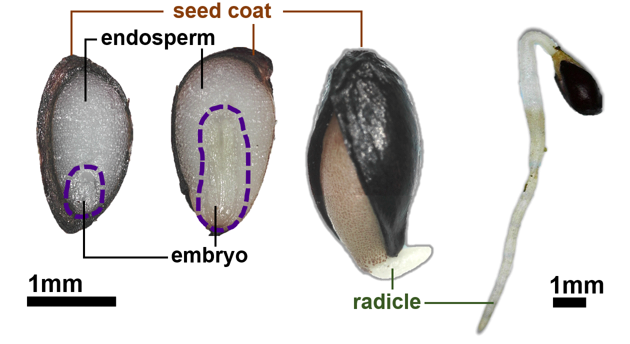 Embryo growth, germination and radicle emergence in seeds of V. sibiricum. Scale bar are 1mm