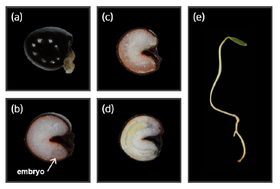 Embryo growth in seeds and shoot of C. remota
