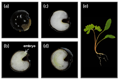 Embryo growth in seeds and shoot of C. incisa