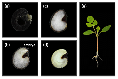 Embryo growth in seeds and shoot of C. speciosa