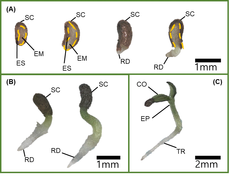 Embryo growth and radicle emergence in seeds of V. sibiricum