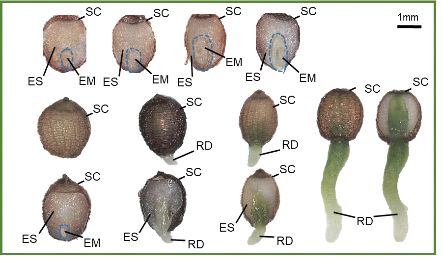 Embryo growth and radicle emergence in seeds of T. macropoda