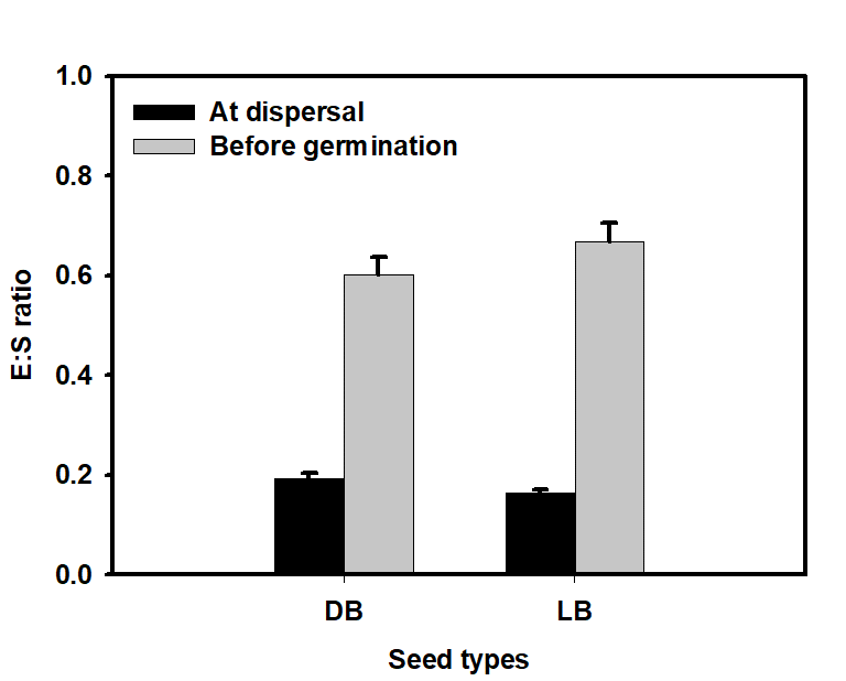 E.:S ratio at dispersal and at just before germination of T. macropoda seeds